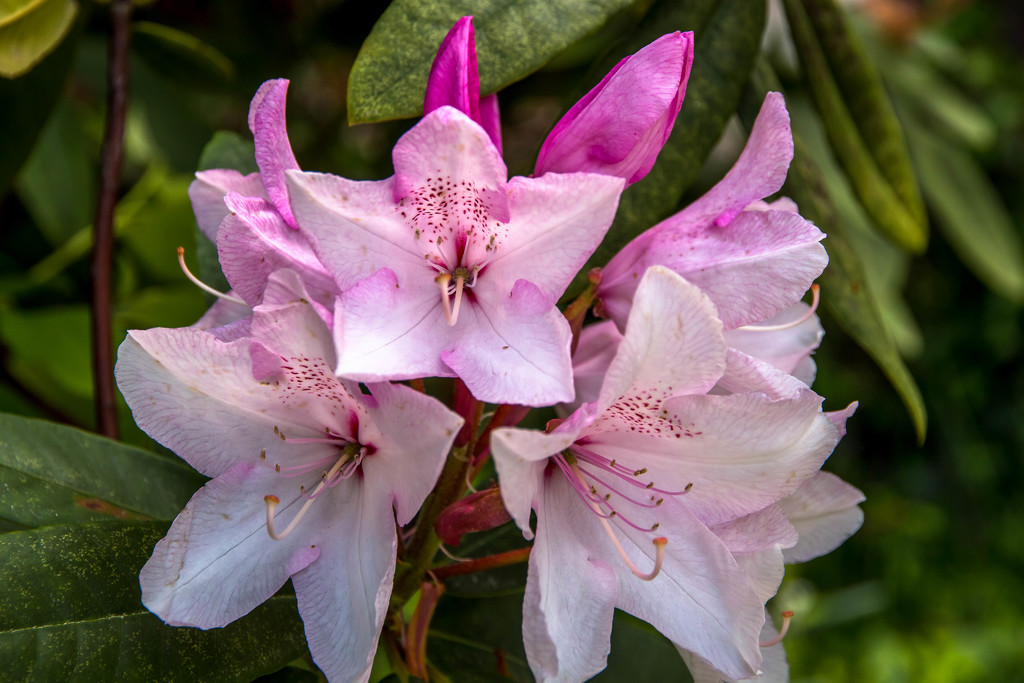 Rhododendrons  by pusspup