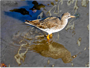 26th Oct 2016 - Wood Sandpiper