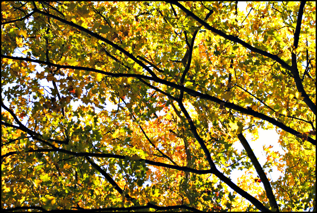 Gangly Autumn by alophoto