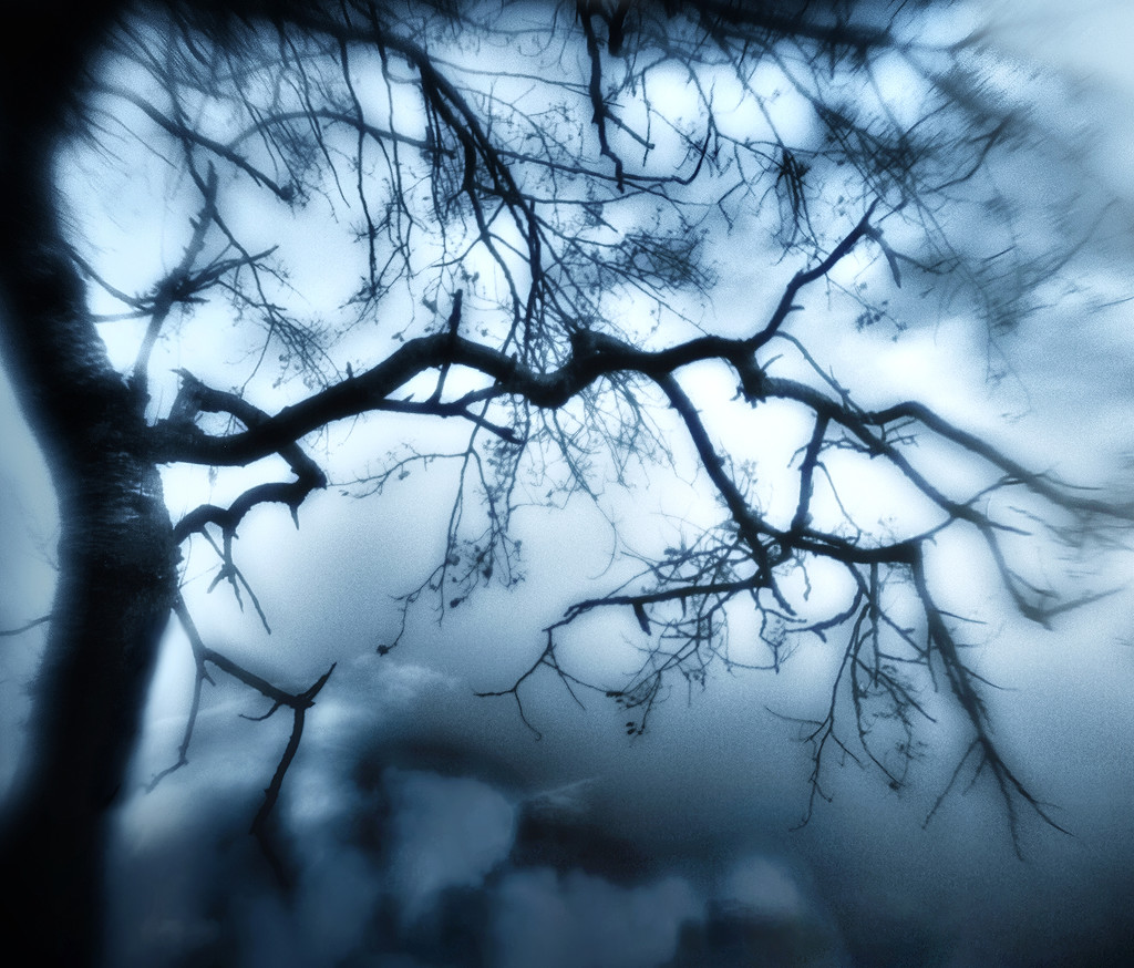 Tree In Fog by davidrobinson