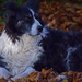 autumn dog by ianmetcalfe