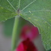 Late Flowering Hollyhocks with Nibbled Leaf by 30pics4jackiesdiamond