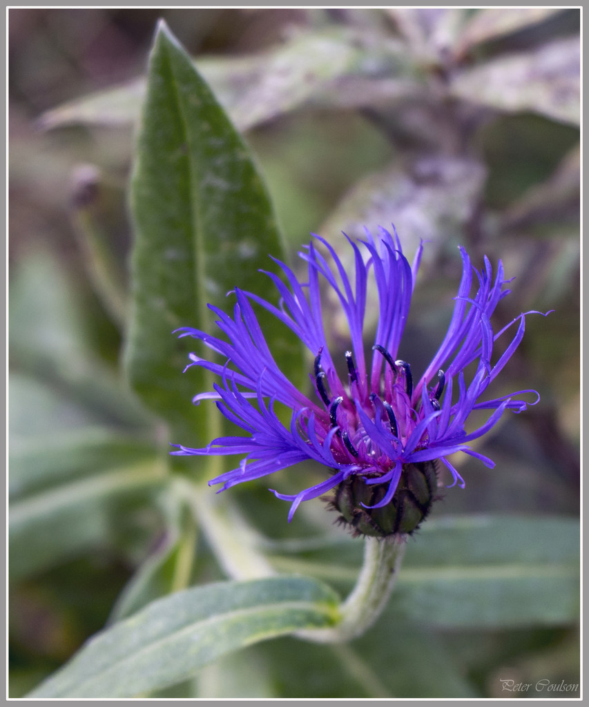 Common Knapweed by pcoulson