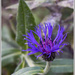 Common Knapweed by pcoulson