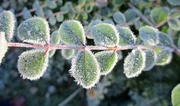 25th Oct 2016 - frosty morning