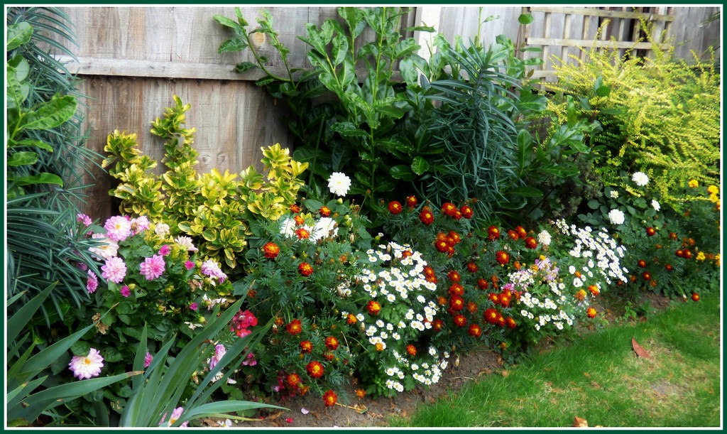 The flower border  by beryl