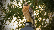 26th Oct 2016 - Red Shouldered Hawk on the Lamp post!