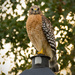 Red Shouldered Hawk on the Lamp post! by rickster549