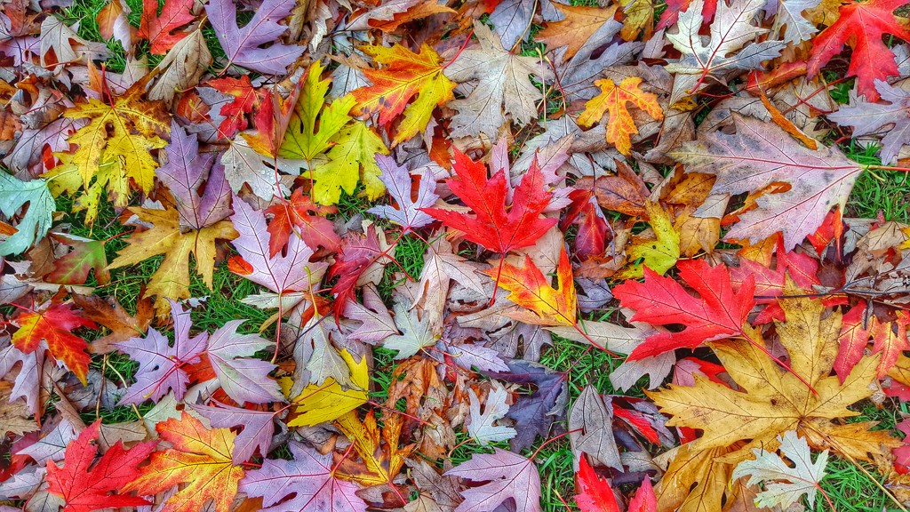 Autumn Colours by megpicatilly