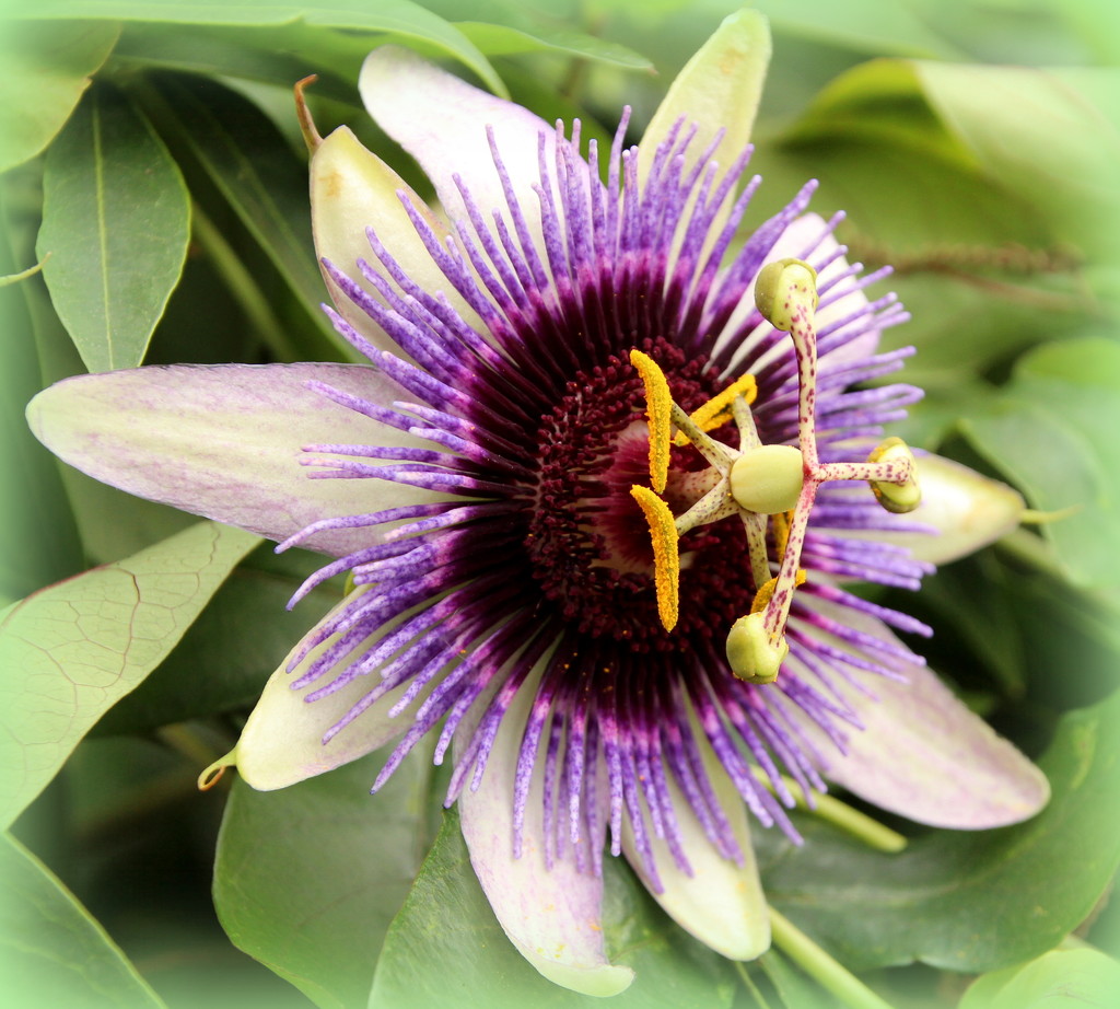 Passion flower by busylady