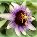 Passion flower by busylady