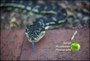 27th Oct 2016 - Python snake shay 'hi'