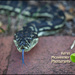 Python snake shay 'hi' by kerenmcsweeney