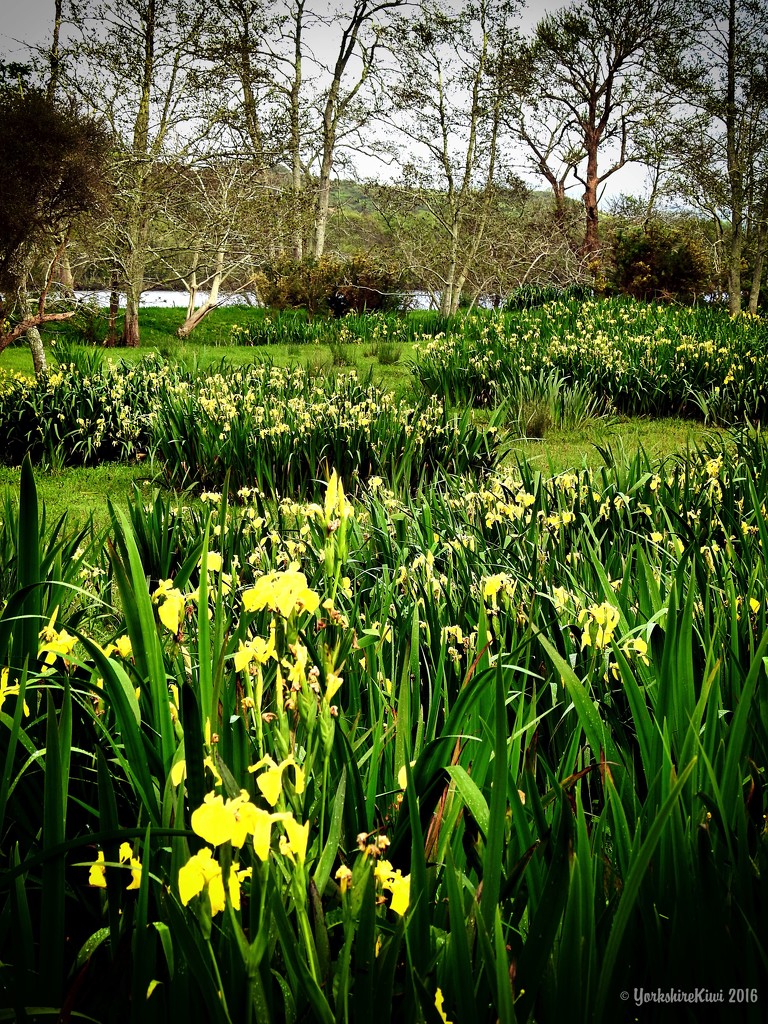 Field of Flag Iris by yorkshirekiwi
