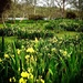 Field of Flag Iris by yorkshirekiwi