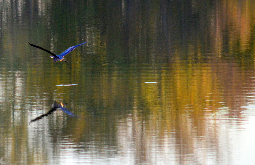 Blue Heron on Autumn Colored Waters by kareenking