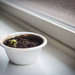Bean Sprout by tina_mac