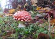 26th Oct 2016 - ~Toad Stool~