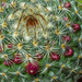 Spiky cactus by gosia