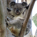 I'm free! by koalagardens