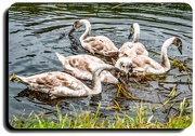 27th Oct 2016 - A quintet of cygnets
