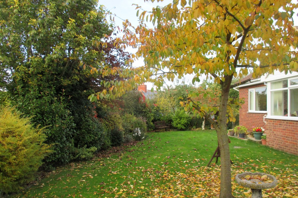 Back Garden in Autumn by g3xbm
