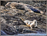 27th Oct 2016 - More Farne Islands' Seals