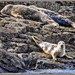 More Farne Islands' Seals by carolmw