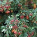 Berries by mattjcuk