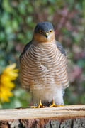 21st Oct 2016 - SPARROWHAWK