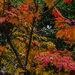 Autumn Colours by tonygig