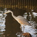 Heron at Wisley by busylady