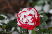 27th Oct 2016 - A rose kissed by the snow  