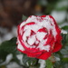 A rose kissed by the snow   by bruni