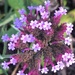 Verbena Flower by cataylor41