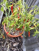 15th Oct 2016 - Chilli peppers on bush