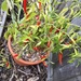 Chilli peppers on bush by cataylor41