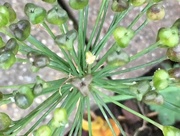 18th Oct 2016 - Chive Seedhead