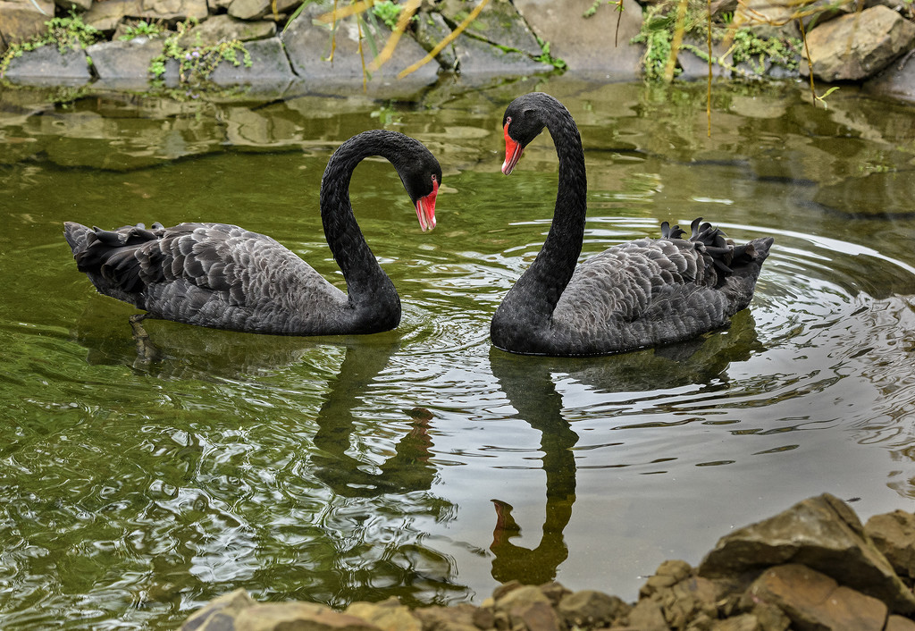 Black Swan Courtship  by jgpittenger