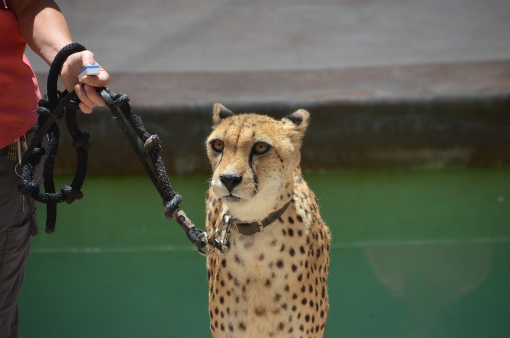 Cheetah by mariaostrowski