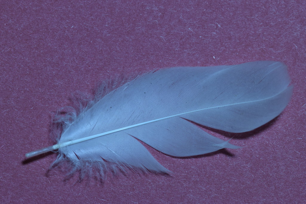 feather by christophercox