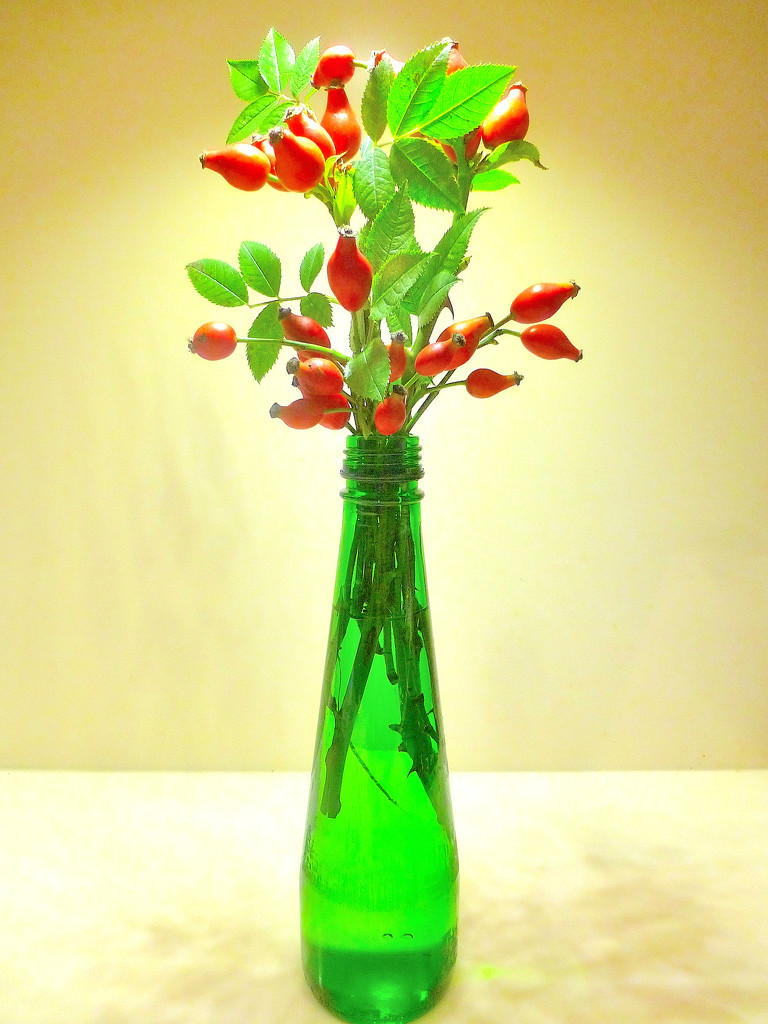 Rose-hips in a green bottle ....  by snowy