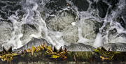 27th Oct 2016 - Leaves trapped in the Weir