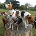 5 Dogs On A Tree Trunk by snoopybooboo