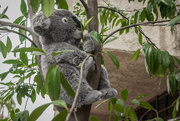 27th Oct 2016 - (Day 257) - Top Koala-ty