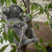 (Day 257) - Top Koala-ty by cjphoto