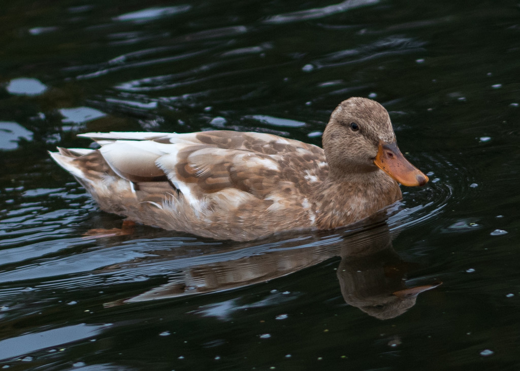 Mill Pond Duck by dridsdale
