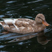 Mill Pond Duck by dridsdale