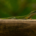 Lizard on the Fence! by rickster549