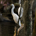 Snowy Egret in the Brush! by rickster549